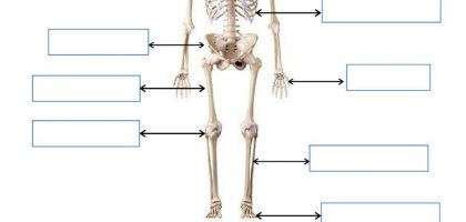 Rangka Tulang M Free Interactive Worksheets 1204783