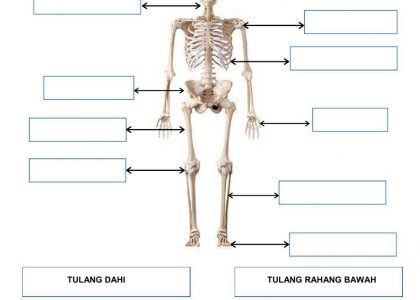 10 Contoh Soal IPA Kelas 4 Tentang Rangka Manusia yang Sering Keluar Saat Ujian 2026