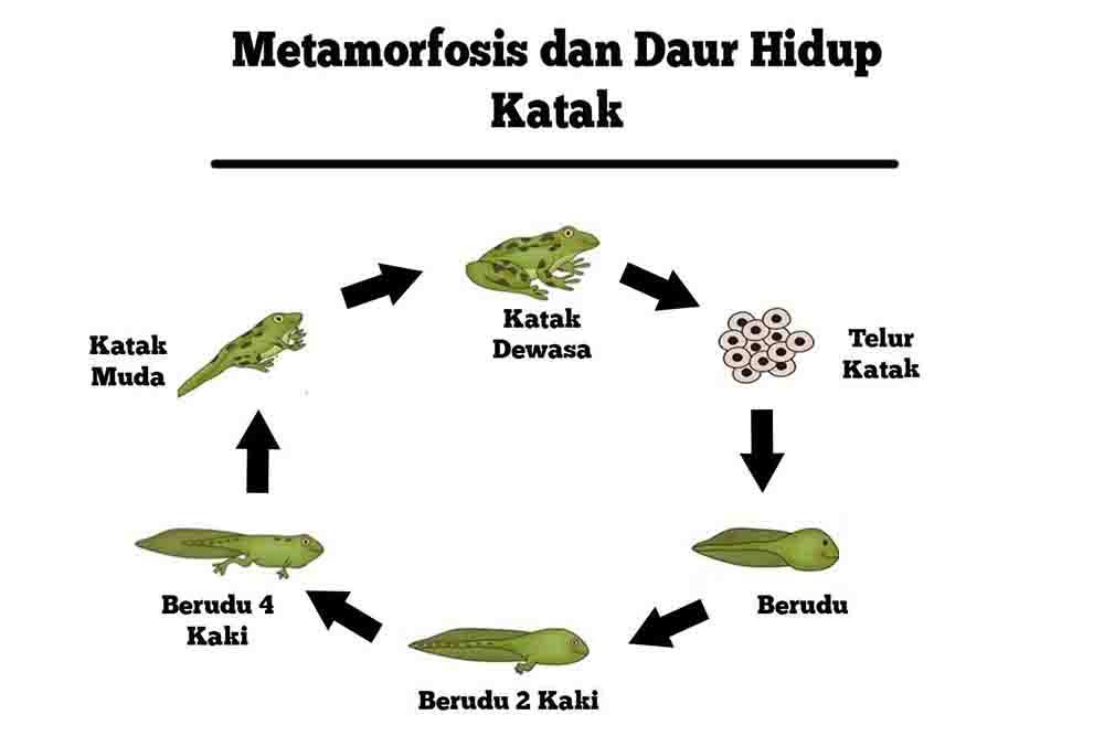 Wajib Tahu Link Download Soal UAS PAI Kelas 4 Semester 1 Kurikulum 2013 Terbaru